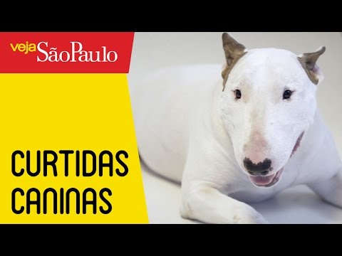Curtidas Caninas