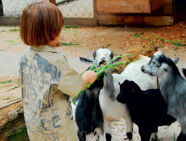 Minifazenda com vários animais de criação, como cabras. Minifazenda com vários animais de criação, como cabras.