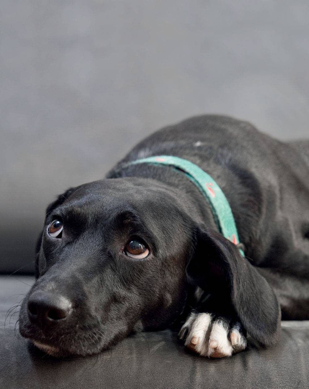 Campanha de vacinação em cães e gatos começa nesta segunda