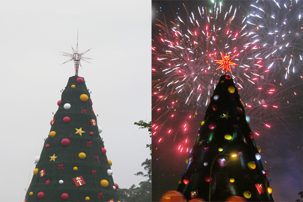 A árvore em 2013: 50 metros de altura A árvore em 2013: 50 metros de altura