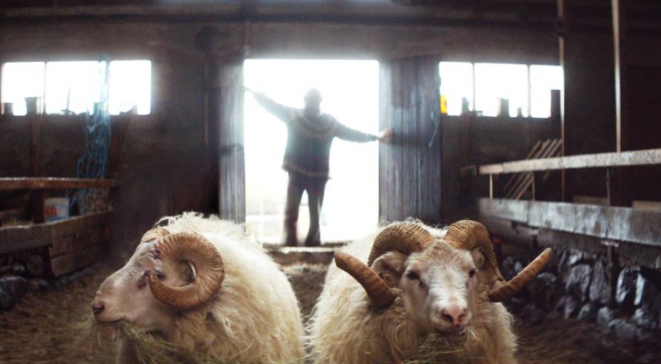 A Ovelha Negra: longa da Islândia foi vencedor da mostra Um Certo Olhar do Festival de Cannes