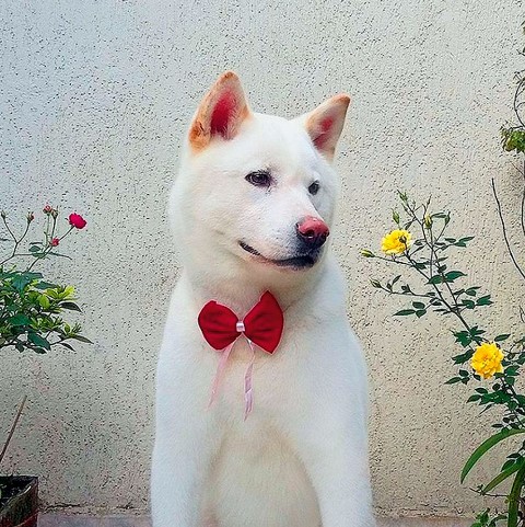 Cachorro akita inu