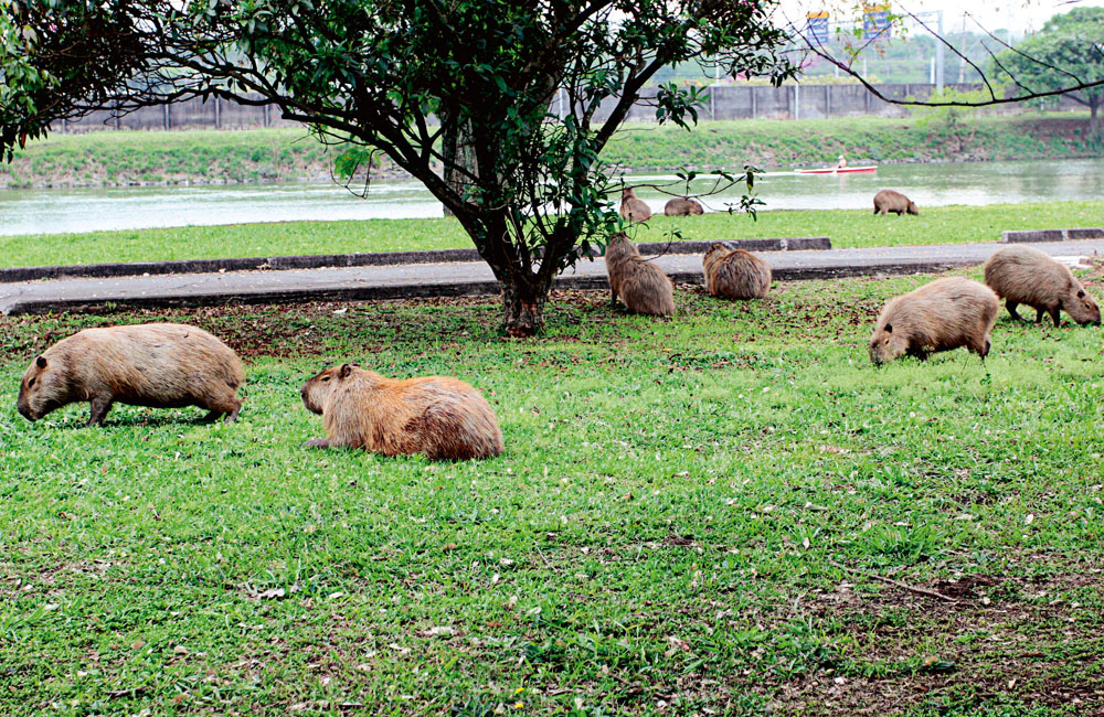 Número de capivaras na USP cresceu quatro vezes em um ano