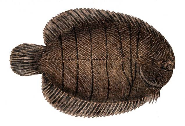 Solha: com baixo teor de calorias e gordura, é vendida a 19 reais o quilo Solha: com baixo teor de calorias e gordura, é vendida a 19 reais o quilo