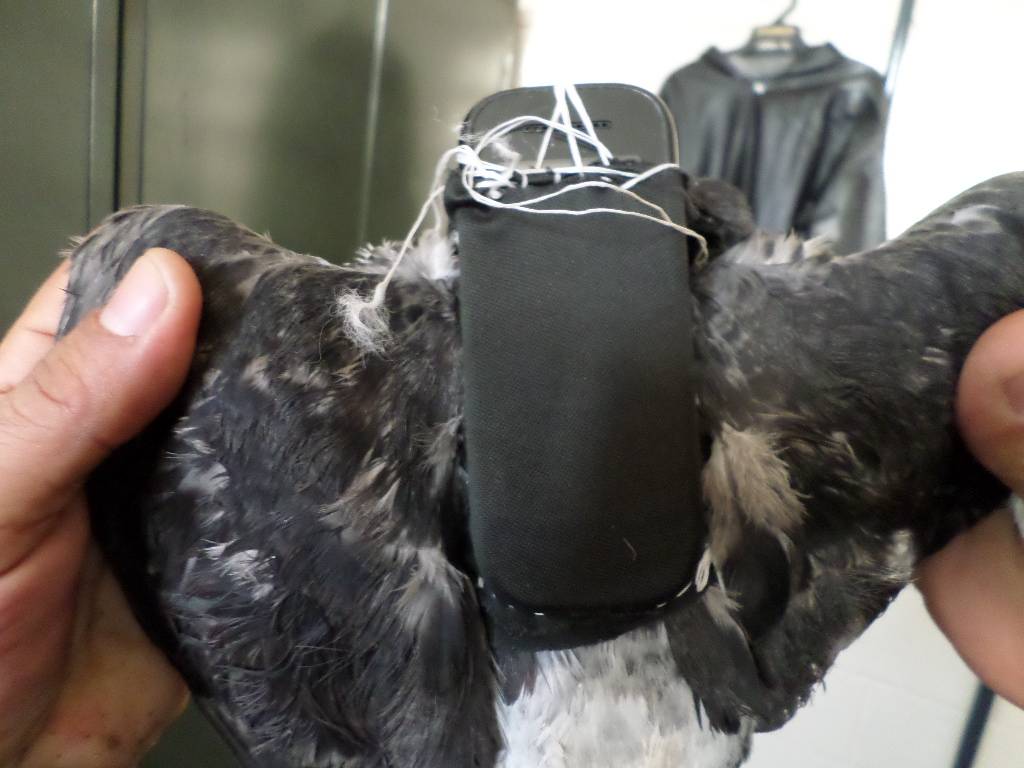 Pombo que transportava celular é capturado em penitenciária