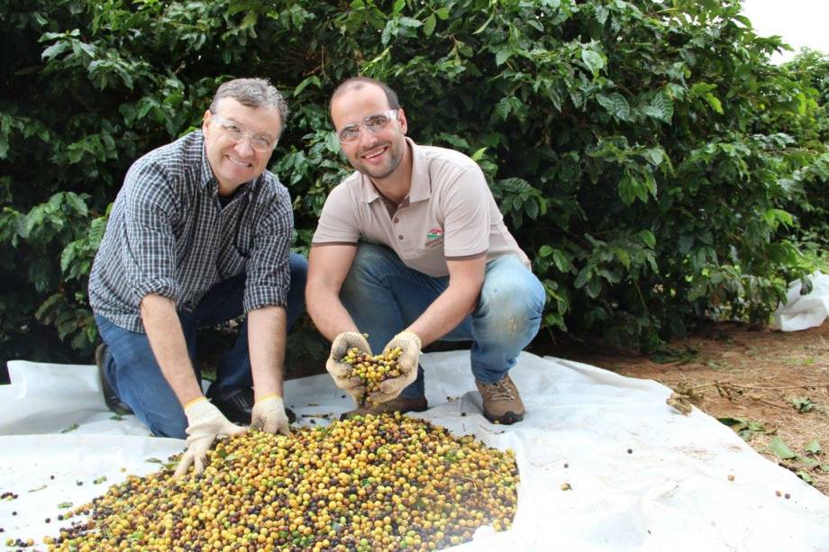 Da semente à xícara: fazenda do Octavio Café fica em Pedregulho