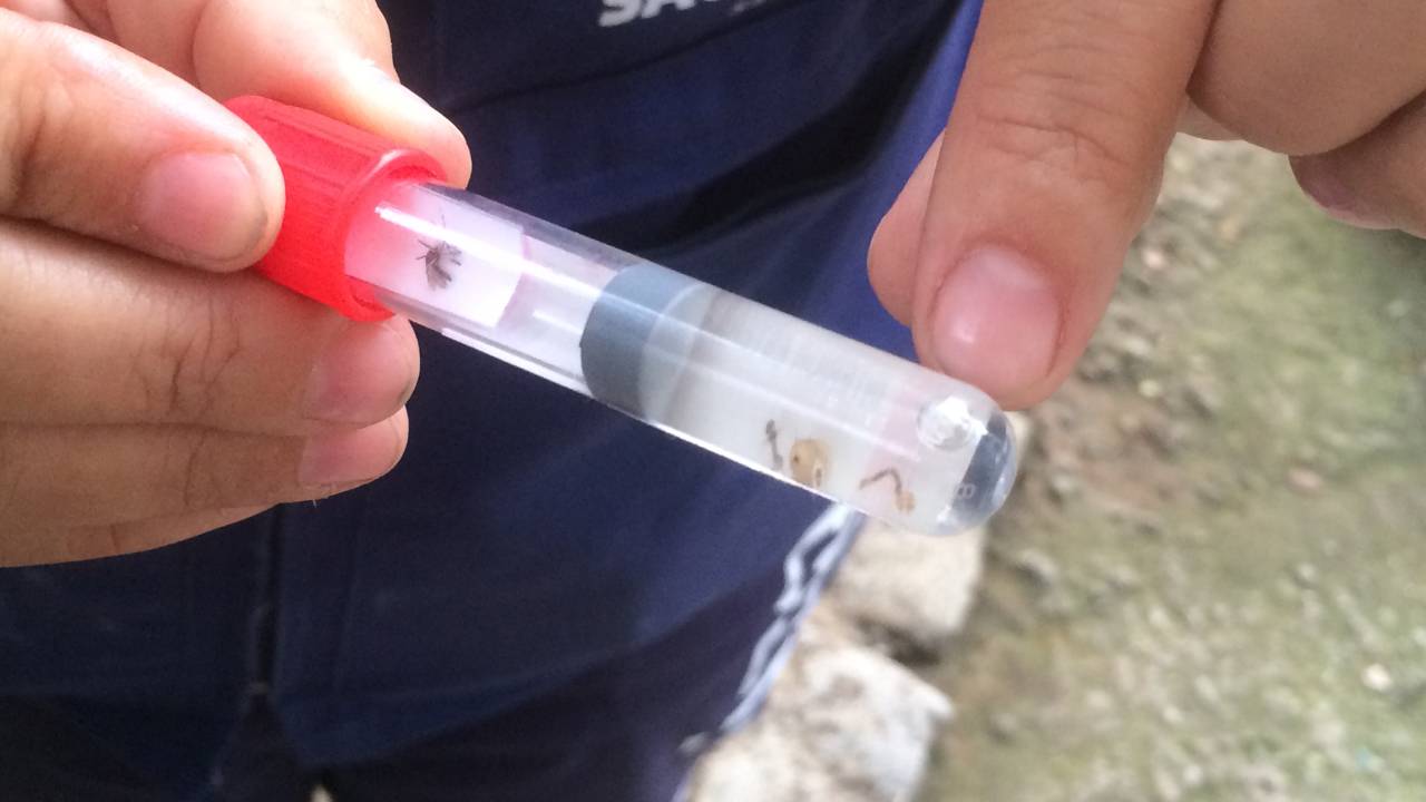 Dengue