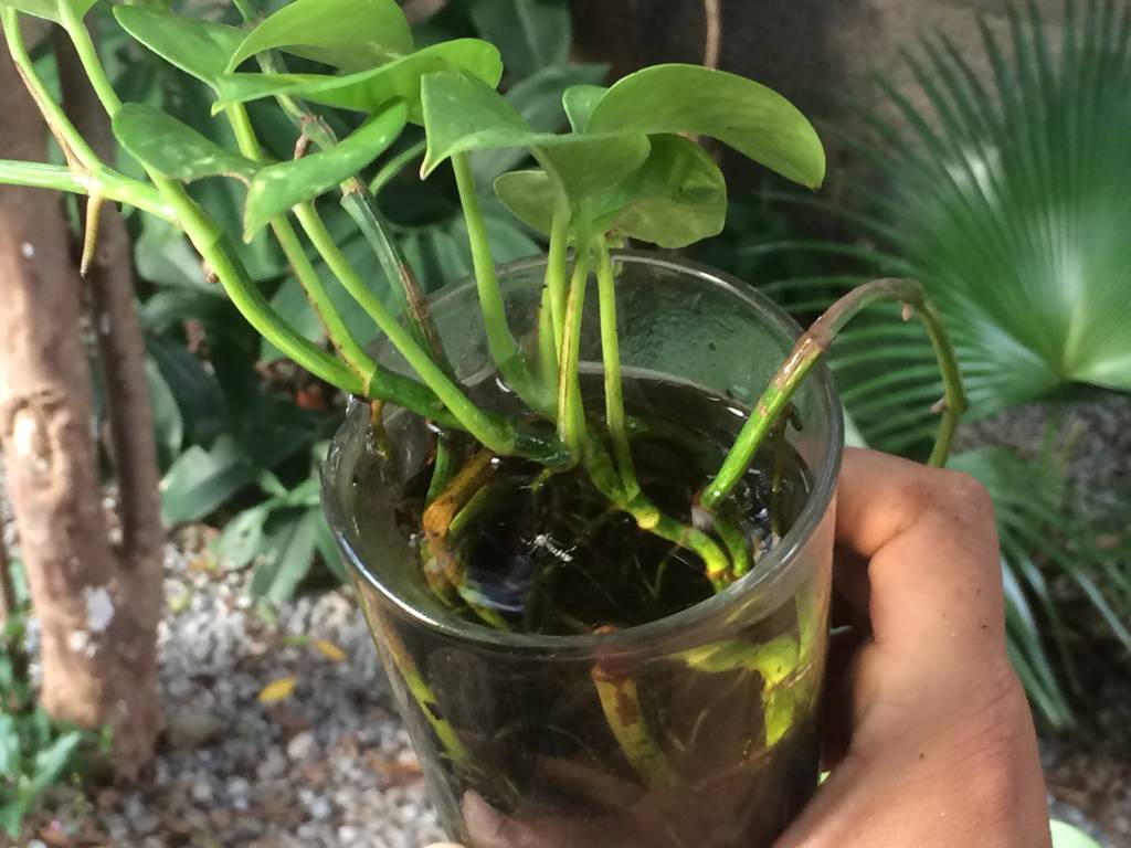 Exército começa a atuar no combate à dengue na capital