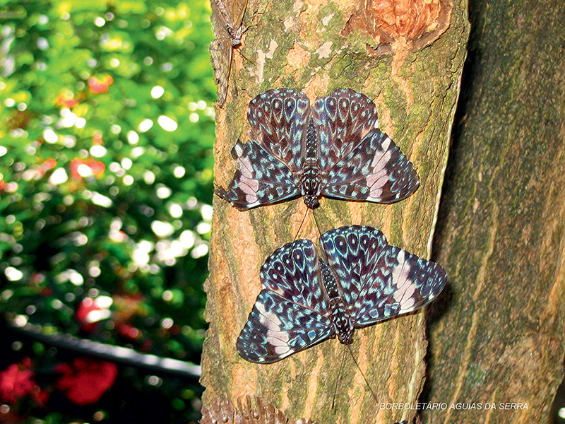 Estaladeira: essa espécie pousa geralmente de cabeça para baixo, de maneira a camuflar as suas asas junto aos troncos das árvores Estaladeira: essa espécie pousa geralmente de cabeça para baixo, de maneira a camuflar as suas asas junto aos troncos das árvores