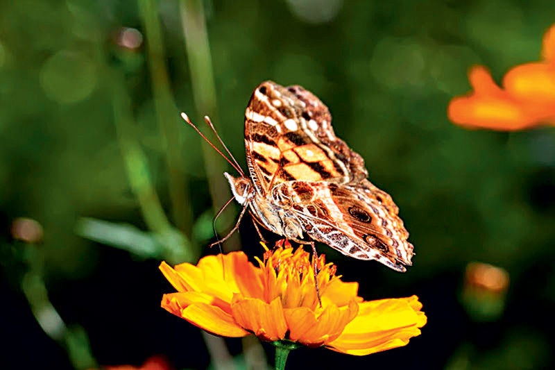 Pingos-de-prata: recebe esse nome popular por causa das rajadas prateadas na parte central das asas, que se destacam sob a luz do sol Pingos-de-prata: recebe esse nome popular por causa das rajadas prateadas na parte central das asas, que se destacam sob a luz do sol