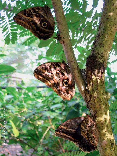 Olho-de-coruja: possui manchas similares a olhos de coruja nas asas, o que afasta pássaros que tentam atacá-la, e executa um voo lento e elegante Olho-de-coruja: possui manchas similares a olhos de coruja nas asas, o que afasta pássaros que tentam atacá-la, e executa um voo lento e elegante