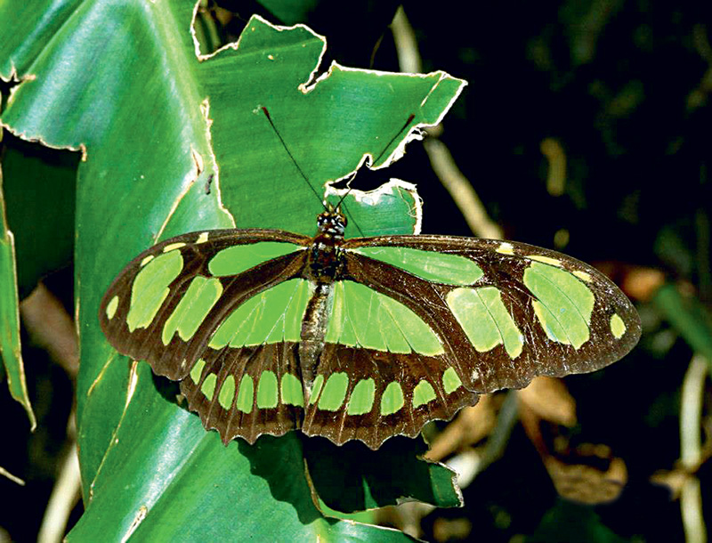Siproeta: verde com manchas pretas, costuma ser vista em áreas ensolaradas, onde procura frutos fermentados e néctar para se alimentar Siproeta: verde com manchas pretas, costuma ser vista em áreas ensolaradas, onde procura frutos fermentados e néctar para se alimentar
