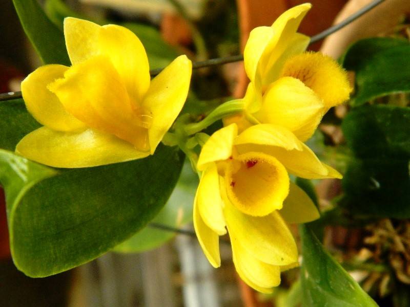 1ª Feira de Orquídeas – Shopping Campo Limpo
