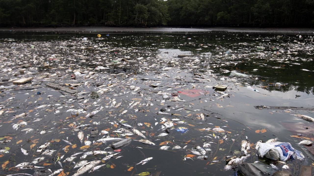 Incêndio Santos peixes mortos