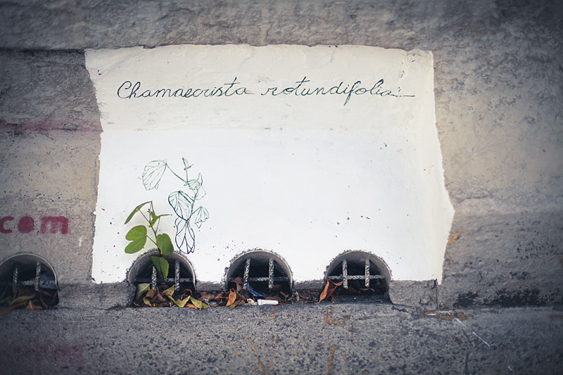 Artista encontra 1 500 exemplares de plantas no Minhocão