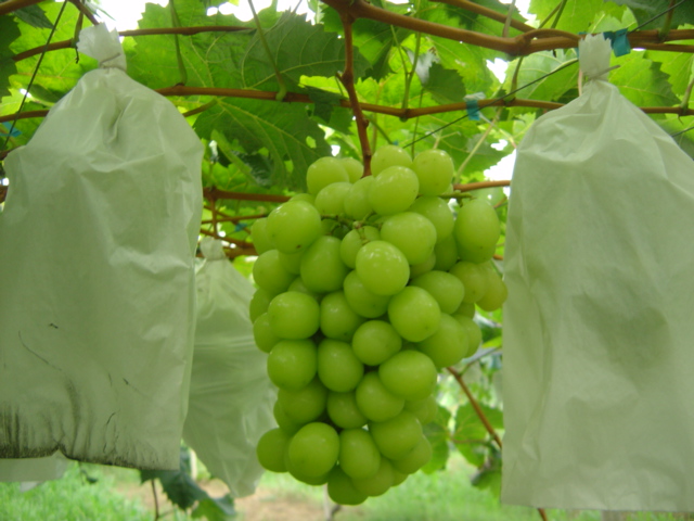 Quilo de “uva gourmet” é vendido por 90 reais em supermercados