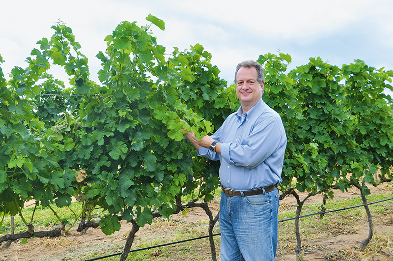 Vinícola no interior faz sucesso até com especialistas internacionais