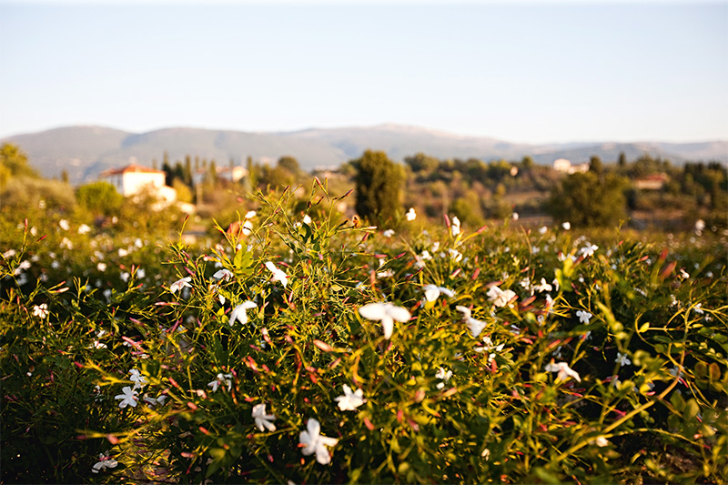 Conheça Grasse, o paraíso francês dos perfumes de luxo