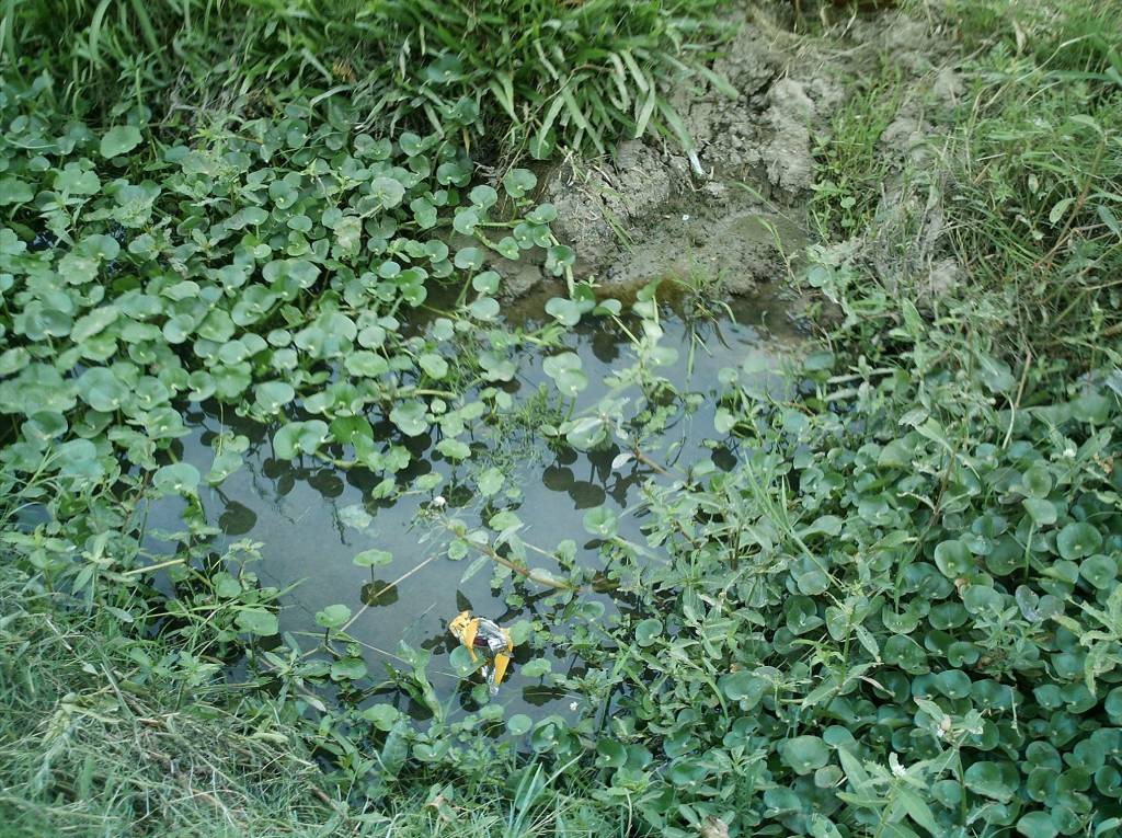 Invasão de pernilongos faz até mercado oferecer repelente a clientes