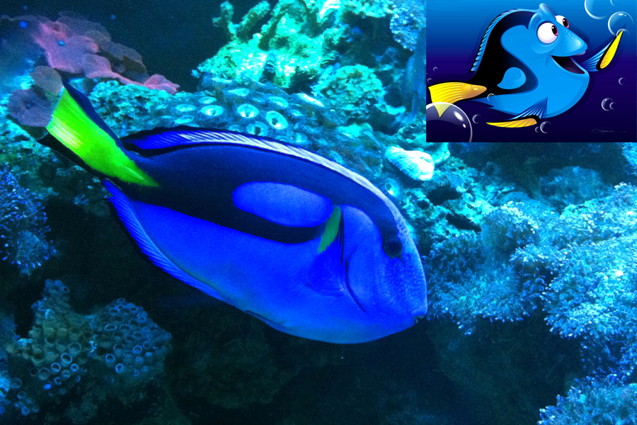 Procurando Nemo: a espécie Blue Tang foi representada em Dory Procurando Nemo: a espécie Blue Tang foi representada em Dory