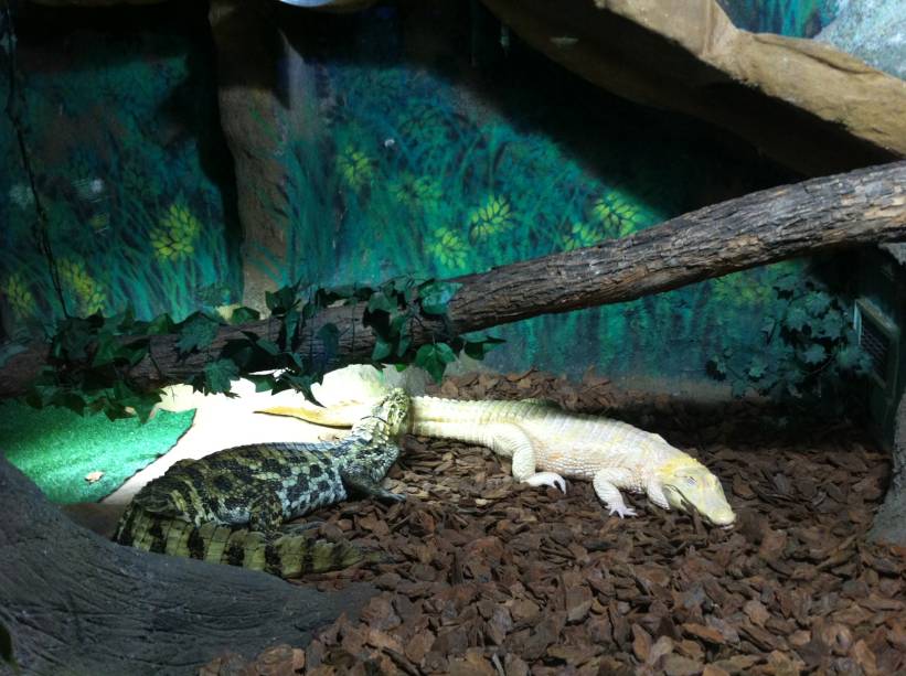 Jacaré albino raramente sobrevive na natureza, por ser alvo dos predadores Jacaré albino raramente sobrevive na natureza, por ser alvo dos predadores