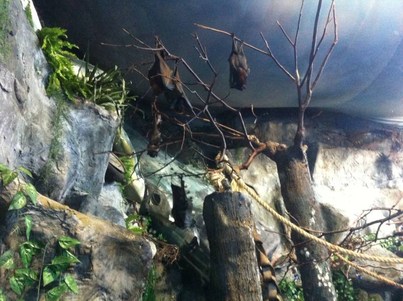 Morcegos não são tão malvados como parecem: eles comem apenas frutas Morcegos não são tão malvados como parecem: eles comem apenas frutas