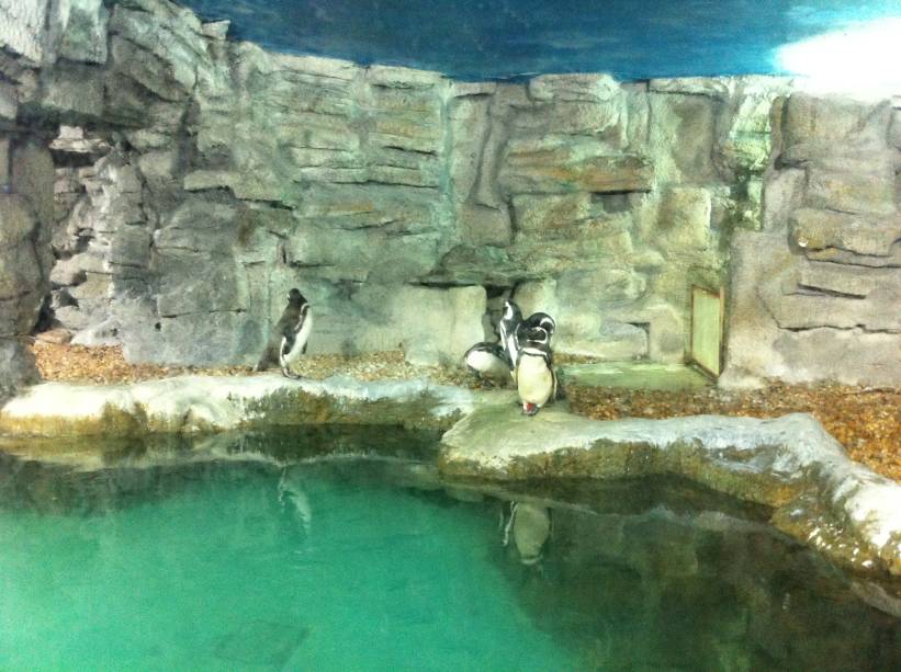 Pinguins argentinos foram até a Bahia, em busca de alimento Pinguins argentinos foram até a Bahia, em busca de alimento