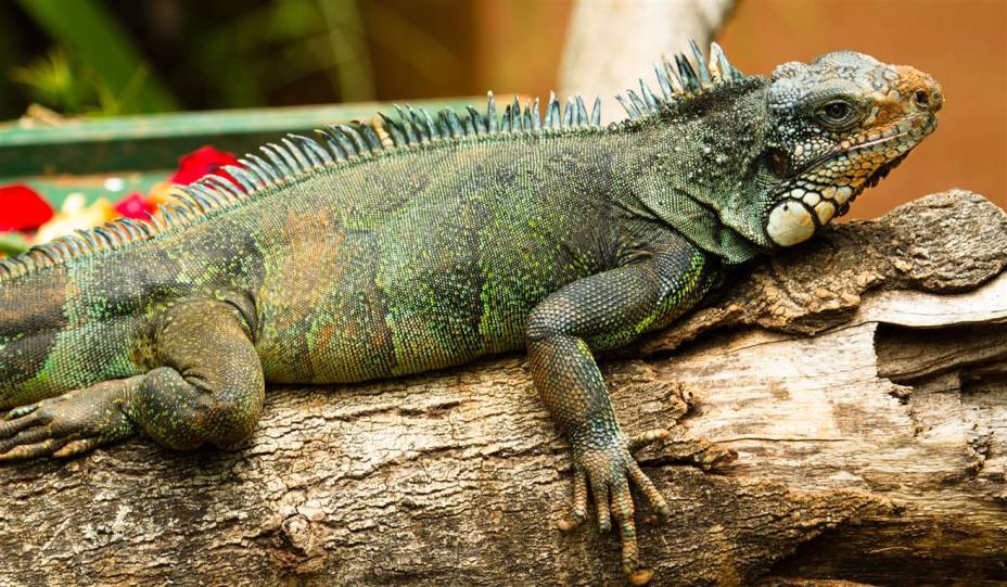 Iguana: às vezes é confundido com o camaleão, mas não muda a coloração conforme o ambiente. Iguana: às vezes é confundido com o camaleão, mas não muda a coloração conforme o ambiente.