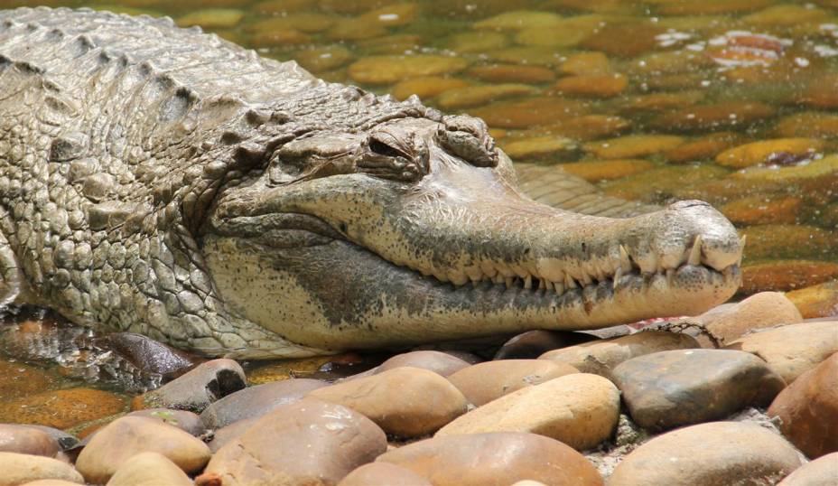 Jacaré: sua pele é de escamas impermeáveis, que impedem a transpiração. Quando está com calor, ele abre a boca para baixar a temperatura Jacaré: sua pele é de escamas impermeáveis, que impedem a transpiração. Quando está com calor, ele abre a boca para baixar a temperatura
