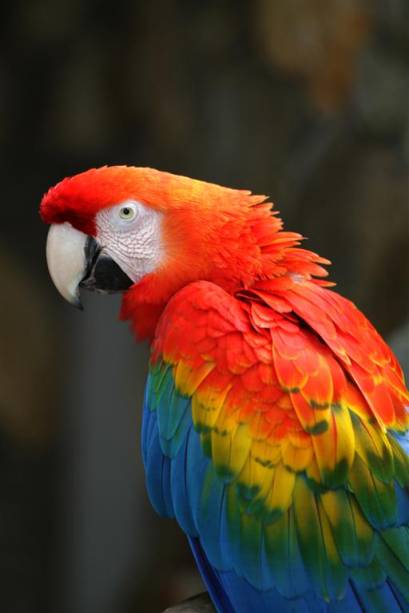 Arara-pitanga: quando forma um casal, fica junto por toda a vida. Vivem em árvores altas e em grandes grupos que fazem bastante barulho Arara-pitanga: quando forma um casal, fica junto por toda a vida. Vivem em árvores altas e em grandes grupos que fazem bastante barulho