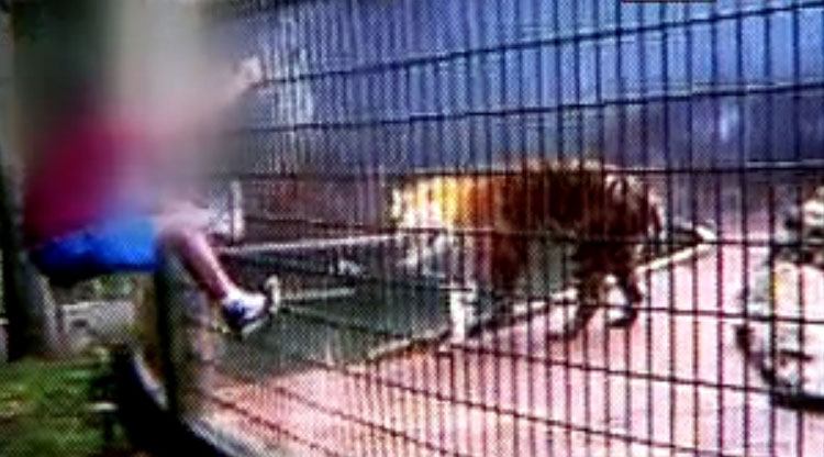 Menino tigre Cascavel