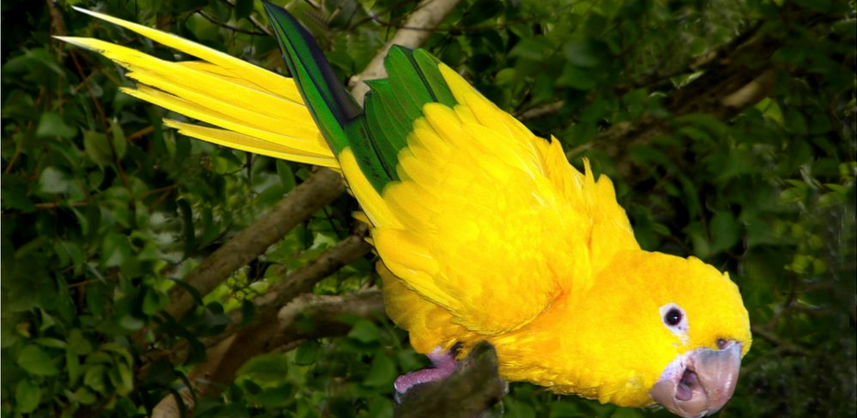 Filhotes de ararajuba são os novos moradores do Zoológico de São Paulo