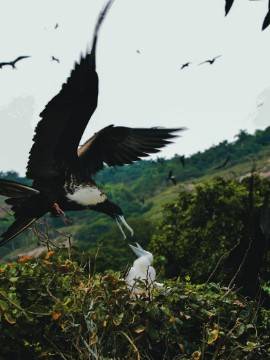 Alcatrazes: a nossa Fernando de Noronha