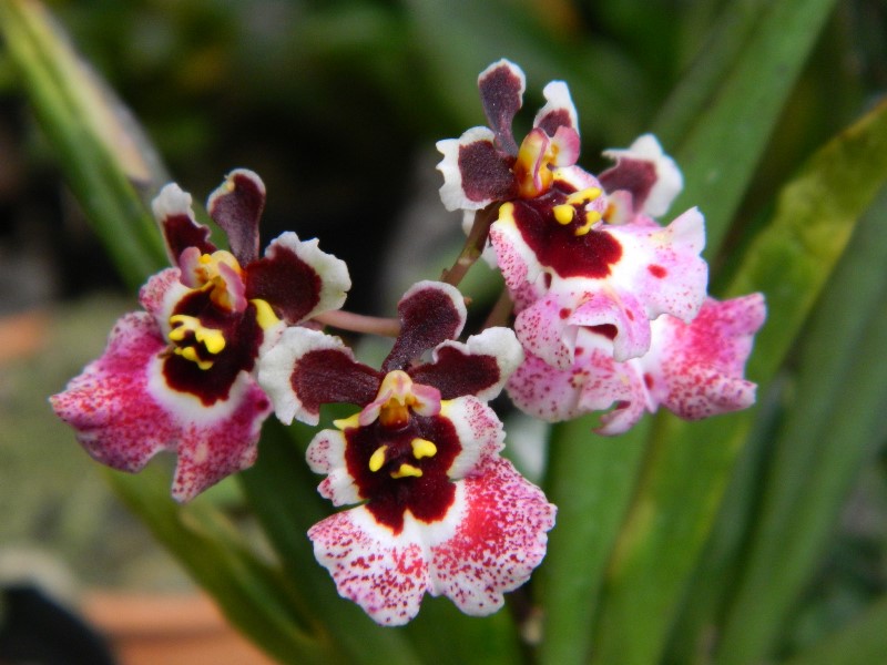 A espécie Tolunmia A espécie Tolunmia