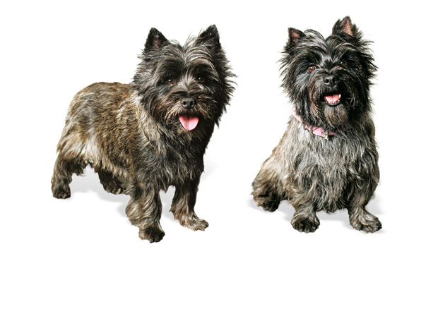 Os cães que encantam a plateia no musical ‘O Mágico de Oz’