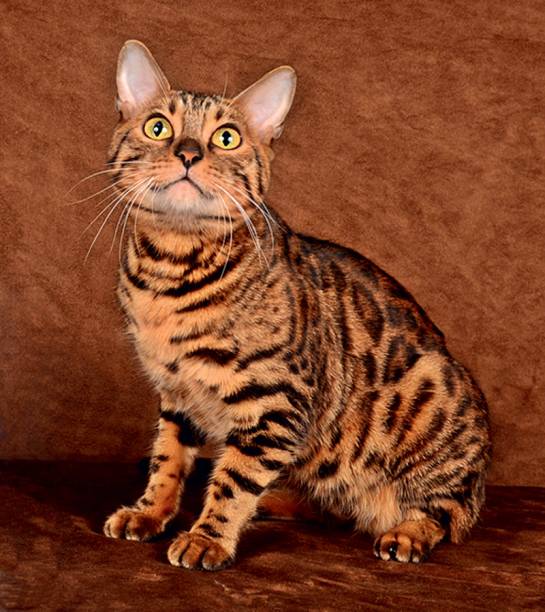 Bengal: apar&ecirc;ncia tigrada