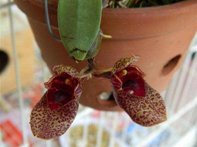 A espécie Bulbophyllum frosti A espécie Bulbophyllum frosti