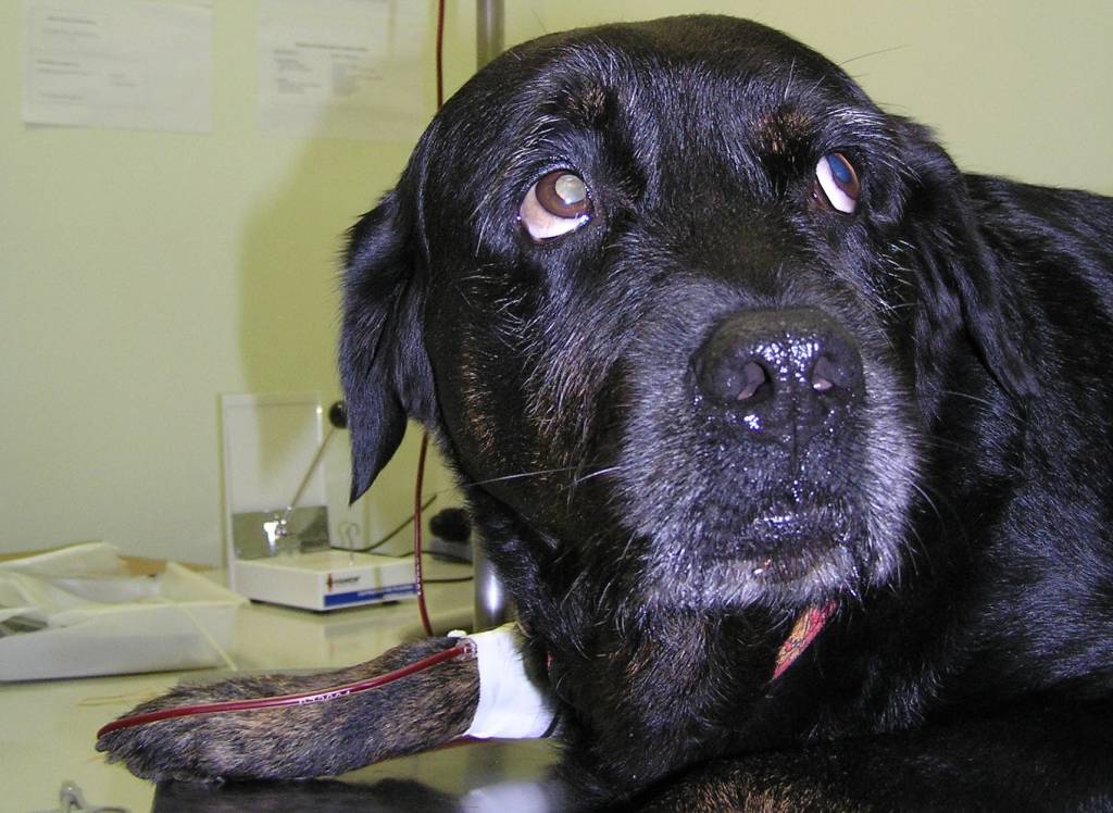 Vinte respostas sobre a saúde do seu pet