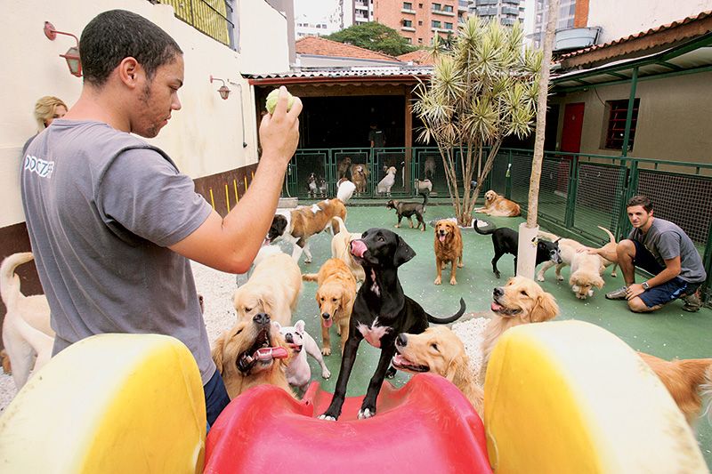Dog’s Ville, em Moema: de são-bernardo ao pequeno lulu-da-pomerânia