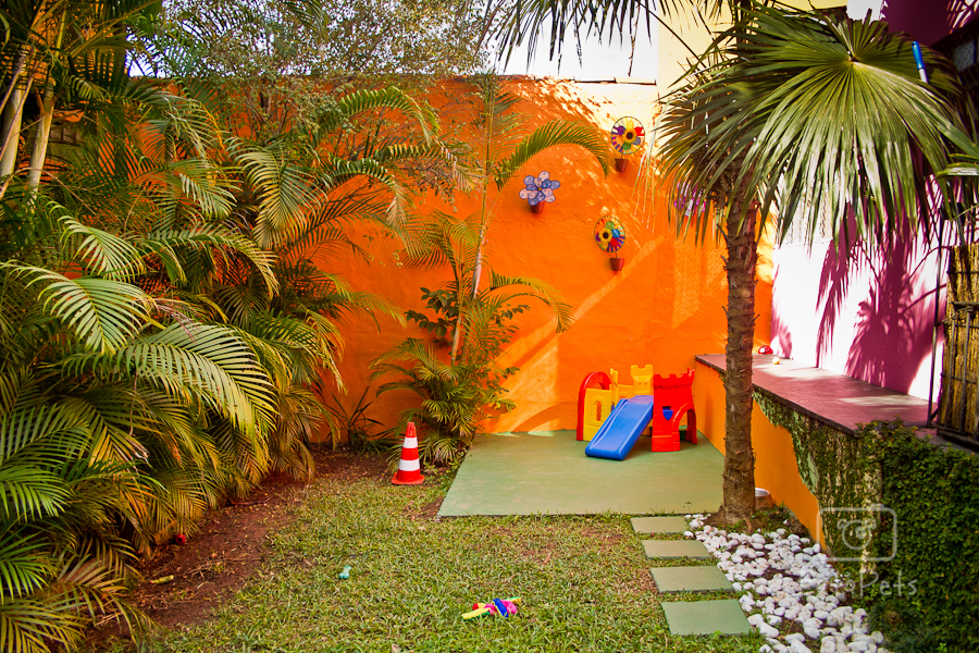 A Cãominhando oferece acompanhamento ao vivo por meio de câmeras espalhadas pela creche