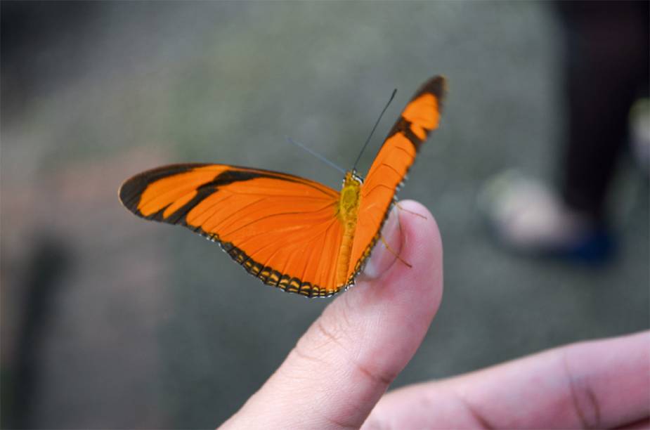 Borboleta júlia