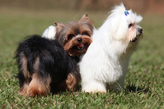 Cães no Encrenquinhas: hotel-fazenda hospeda animais em "chalés"