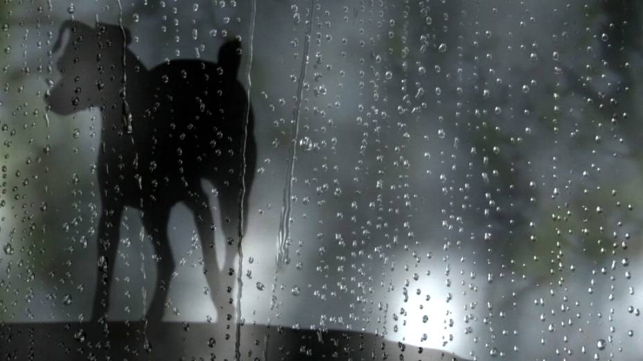 Coração de Cachorro Coração de Cachorro