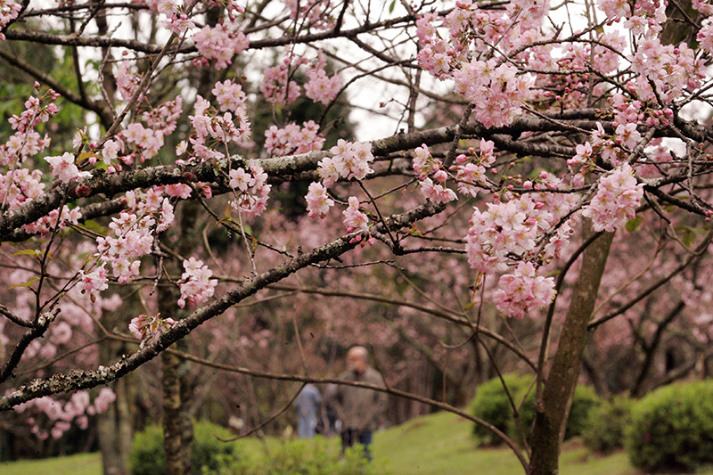 Quem for tomar um chá, para se aquecer do frio, vale deixar uma flor dentro da xícara, um sinal de boa sorte na cultura oriental