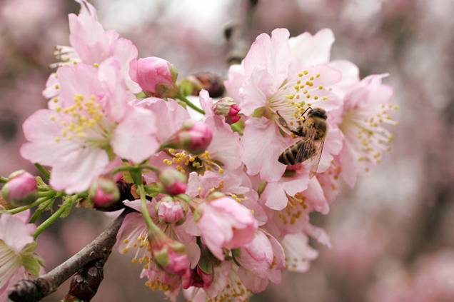 Detalhe importante: as árvores florescem por apenas duas semanas e depois só no ano que vem Detalhe importante: as árvores florescem por apenas duas semanas e depois só no ano que vem