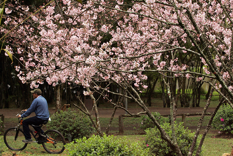 Além de apreciar a florada, o parque também oferece boas atrações, como espaços para caminhada