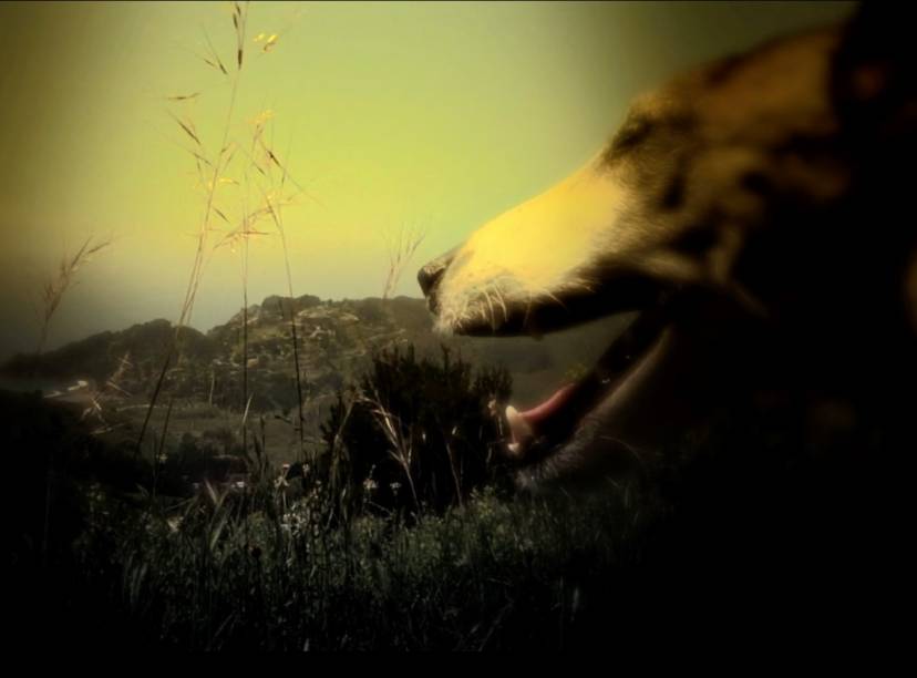 Coração de Cachorro Coração de Cachorro