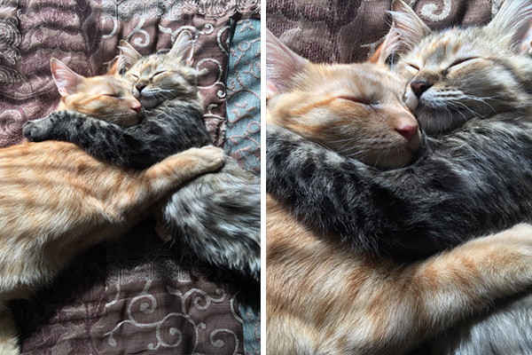 Gatos “apaixonados” trocam carinhos ao lado de árvore de Natal e cliques fazem sucesso nas redes sociais