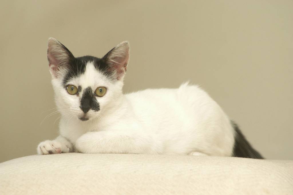 Campanha do agasalho para cães e gatos começa dia 10