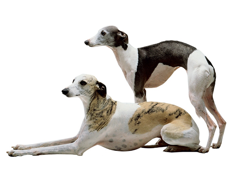 Whippets: cãezinhos elegantes que custam até 3500 reais